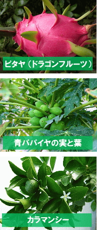 ミネルバの原料